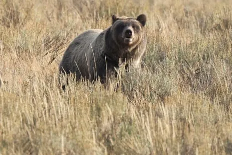 Hiker Injured by Wild Animal in National Park Air Lifted to Trauma Center