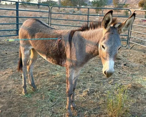 Donkey Recovering After Latest Projectile Strike on Free-Roaming Asses in California