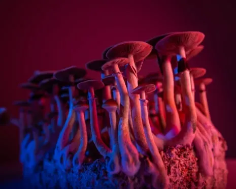 Regarding Substances by Justin Smith-Ruiu: A Reflective Exploration into Consciousness Expanders